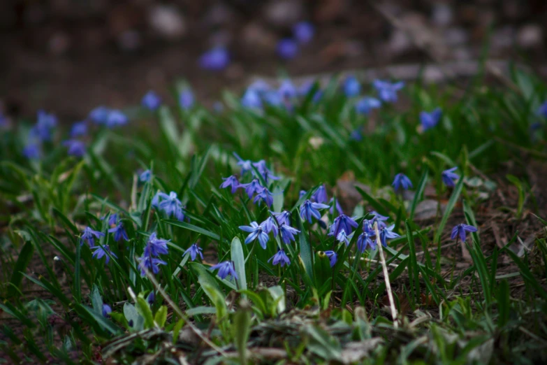 flowers in the grass with one green leafy plant