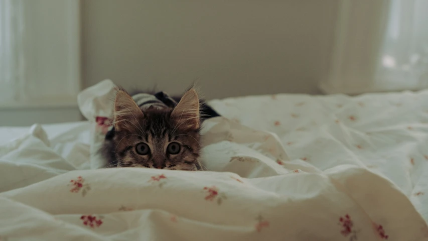 the cat is laying on the bed and peeking out from behind the covers