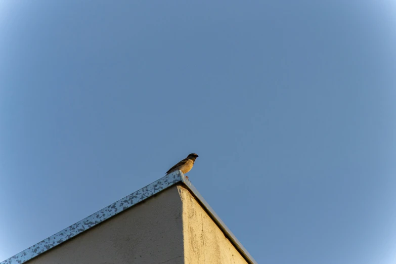 a small bird sits atop a roof