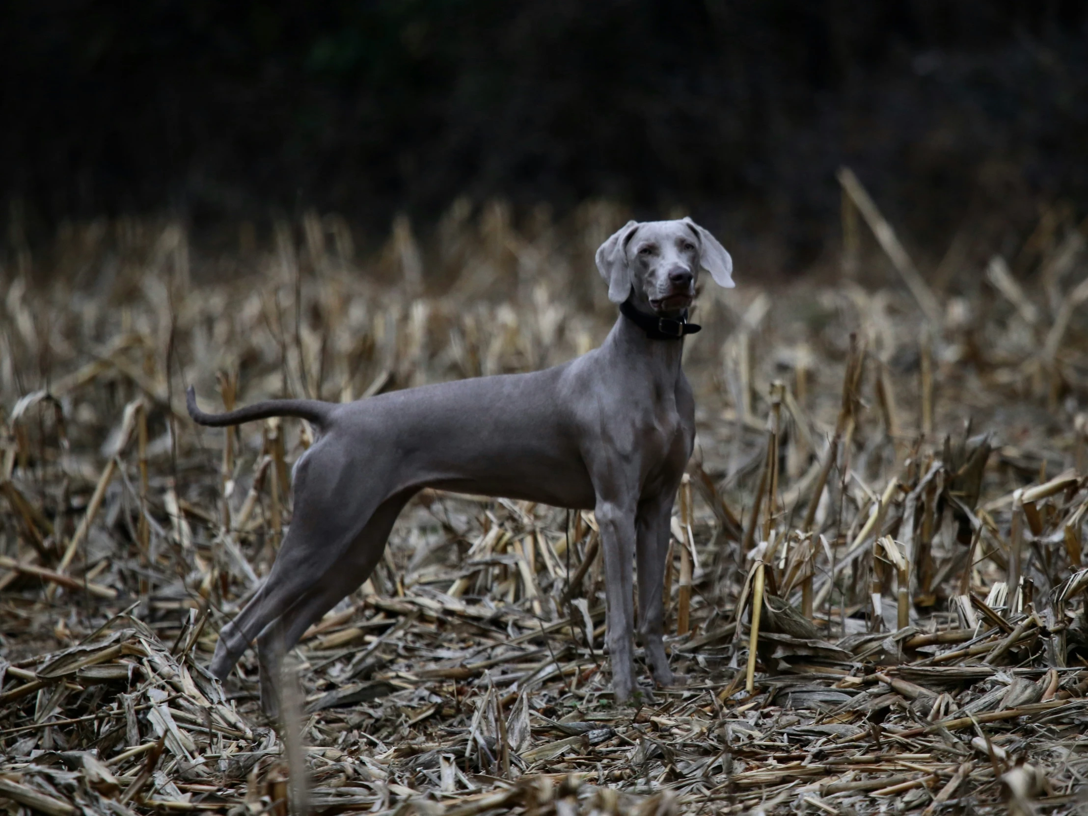 the large gray dog is standing in a corn field