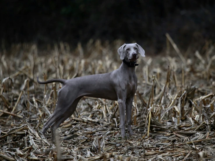 the large gray dog is standing in a corn field