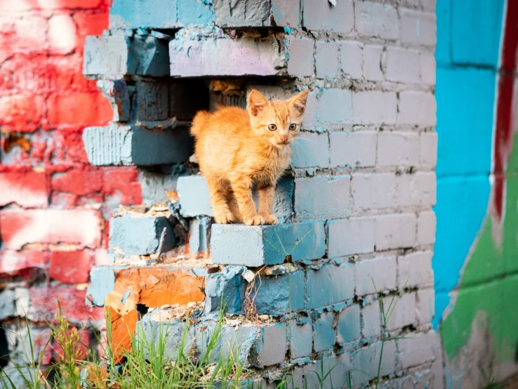 a small kitten peeking out from between some blue bricks