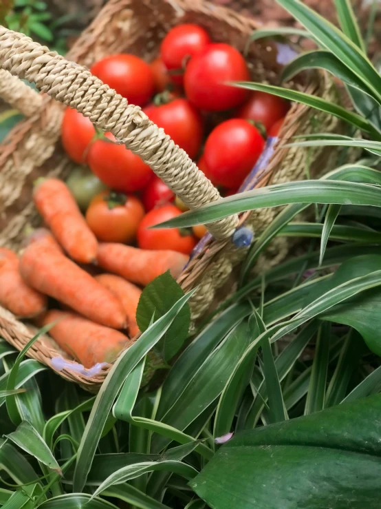 vegetables in baskets on the ground next to leaves