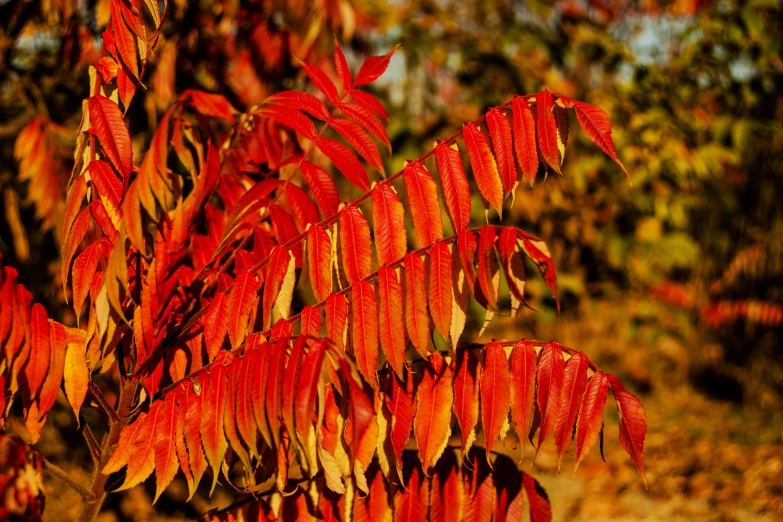 the leaves of a tree in fall with brown, red and green foliage