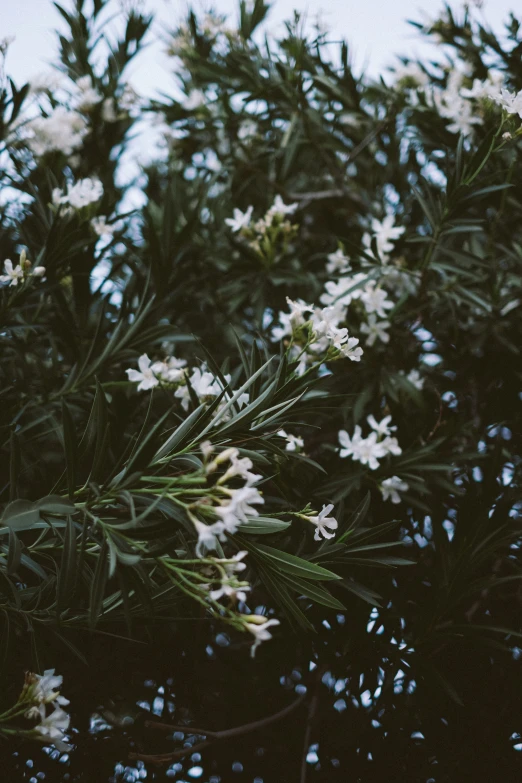 white flowers growing on the top of a tree