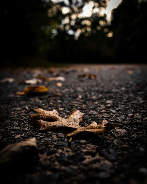 a leaf lying on the ground next to a road