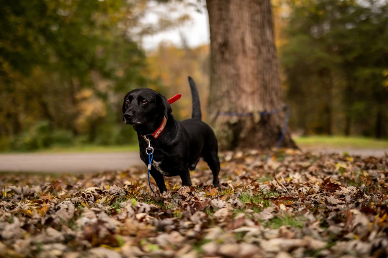 a dog with red collar standing near a tree