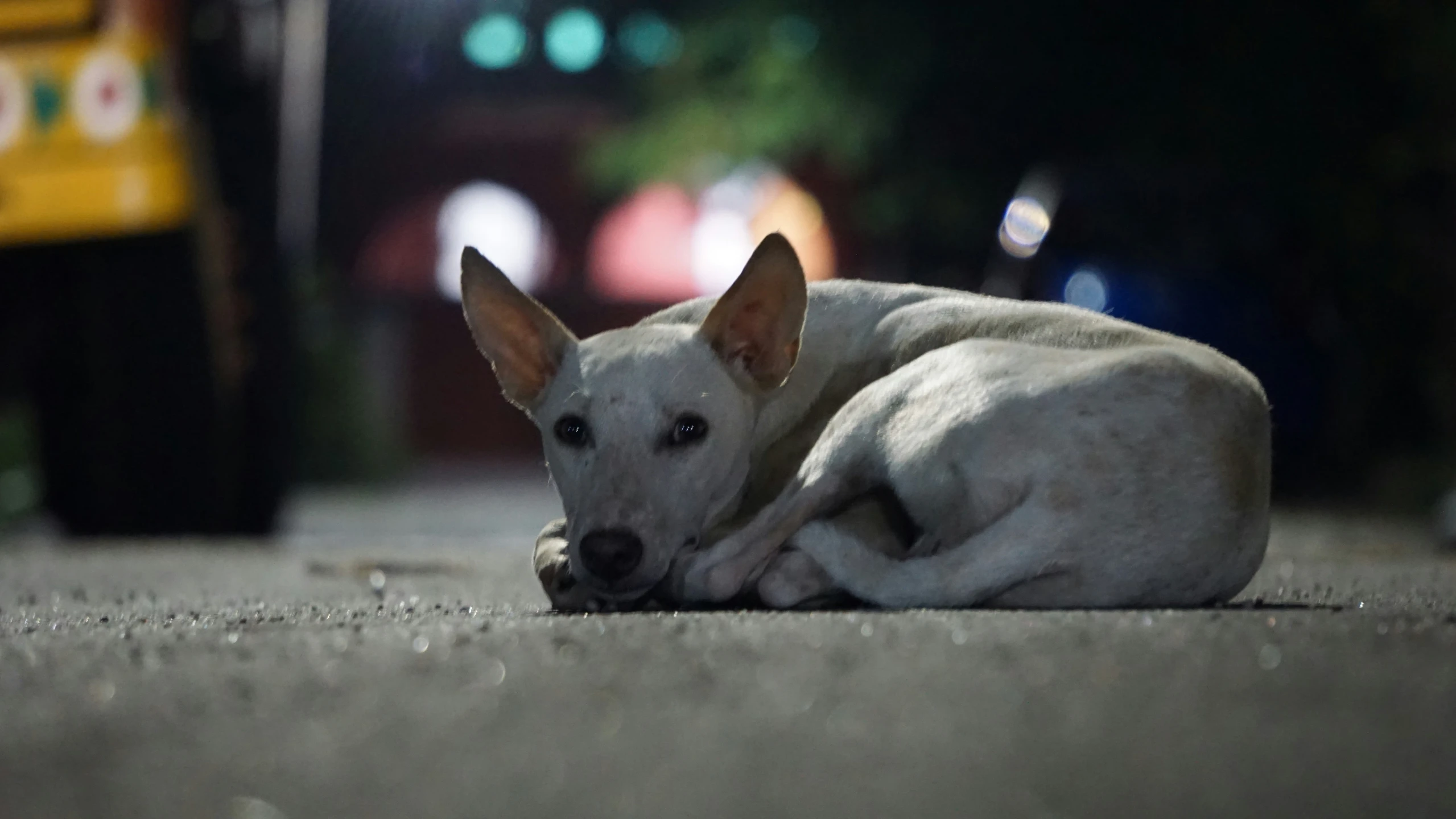 a white dog laying on the ground in the street