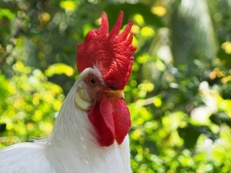 a rooster with red comb and white undercuts is looking forward