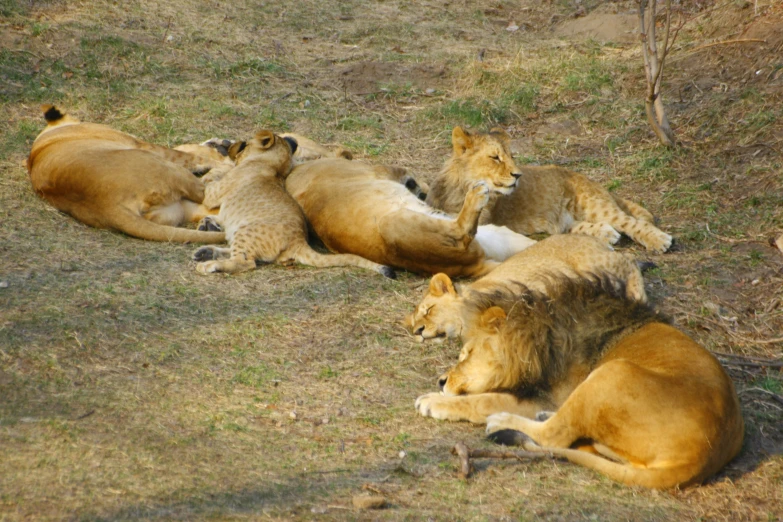 a group of four lions laying on top of a grass covered field