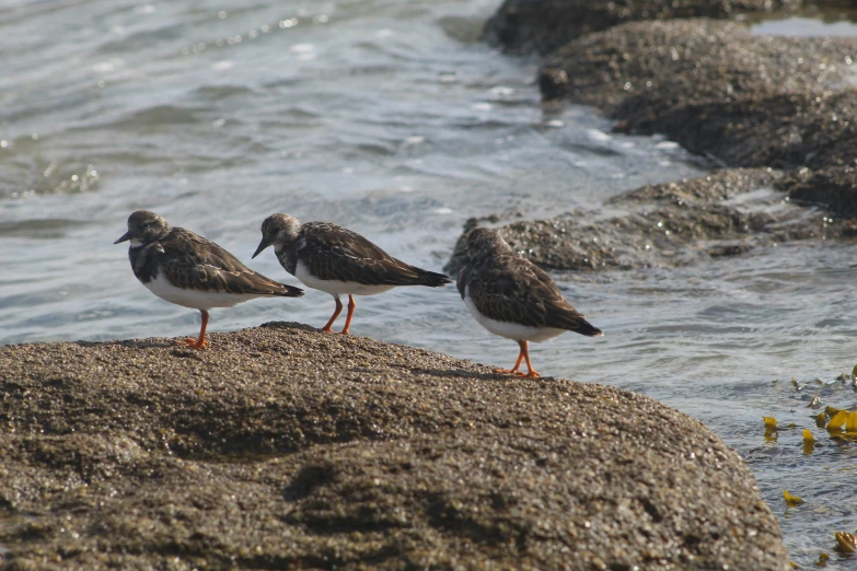 three birds are standing on a rock by the water