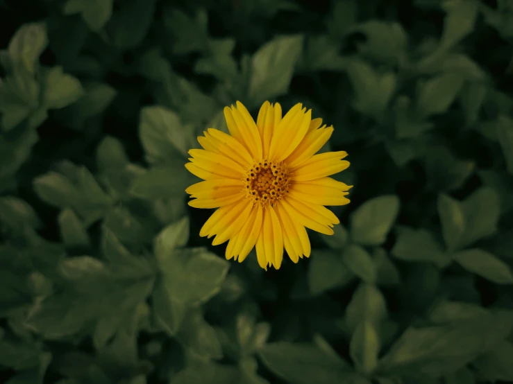 a single yellow daisy in some green leaves