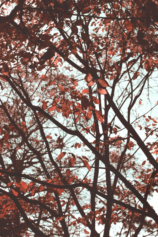 an orange tree with leaves in front of a bright blue sky