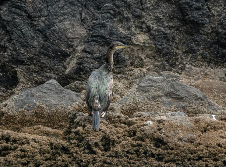 a bird is standing in front of some rocks