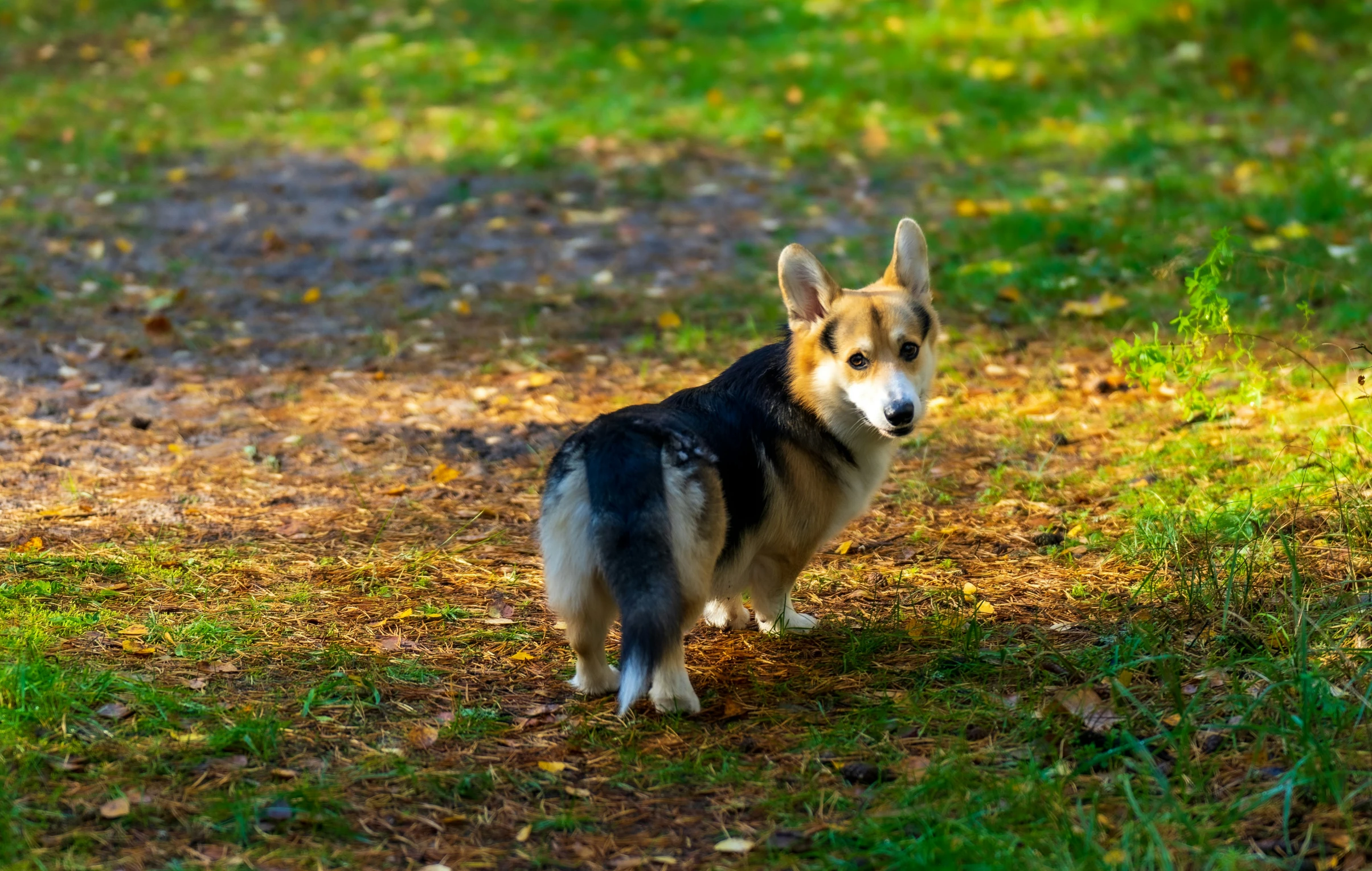 a dog standing on the grass with trees in the background