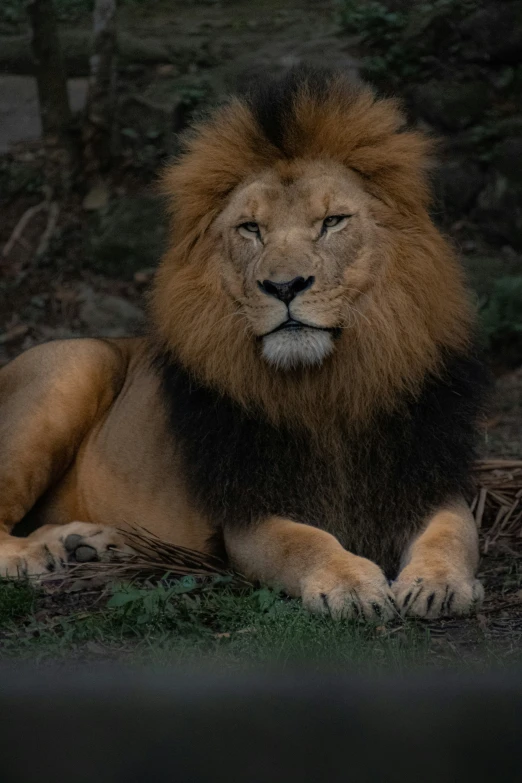 the large, young lion lies down with its head turned backwards