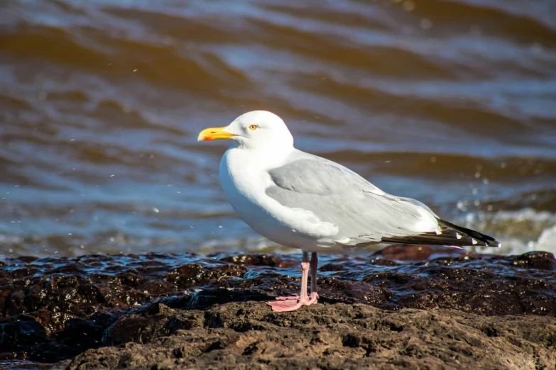 the seagull is standing on the beach and it looks at soing