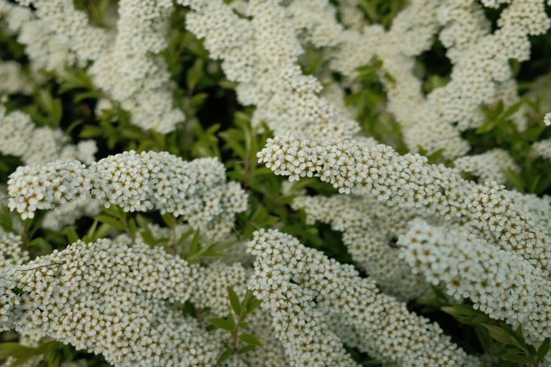 a group of white flowers growing on top of green stems