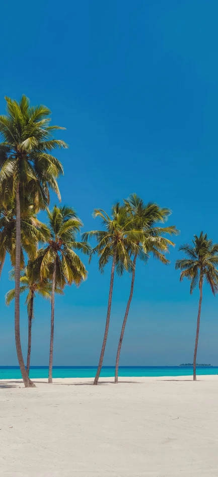 a row of palm trees stand along the beach