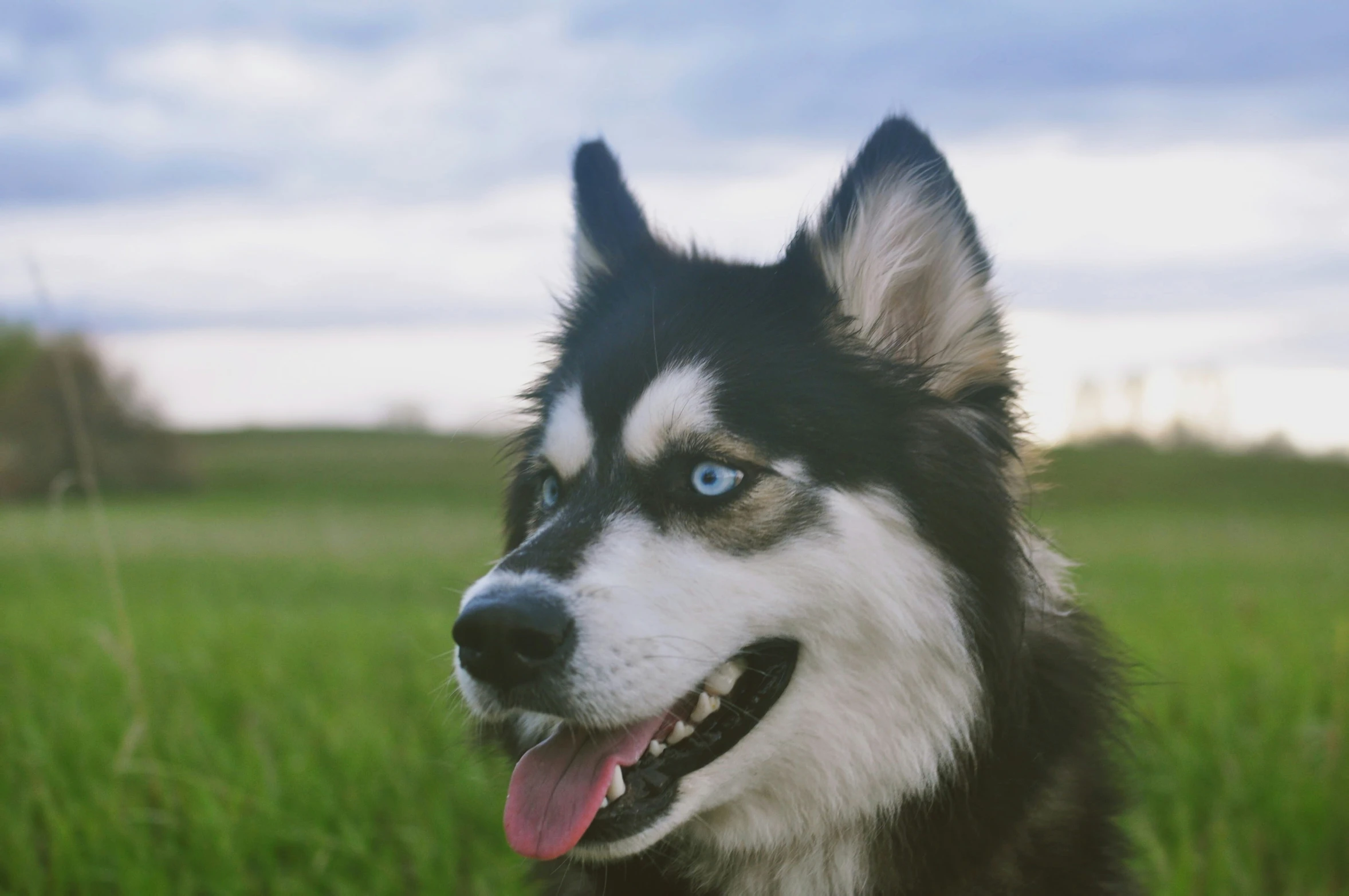 there is a black and white dog that has blue eyes