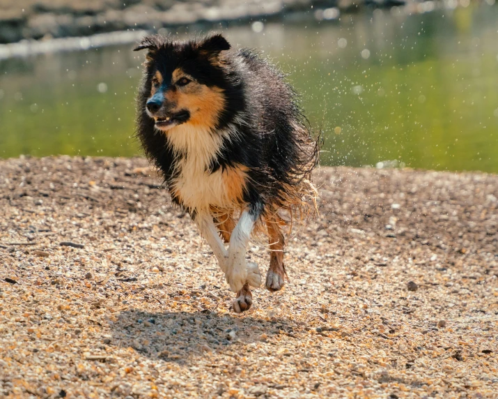 a wet dog running on some pebble next to water