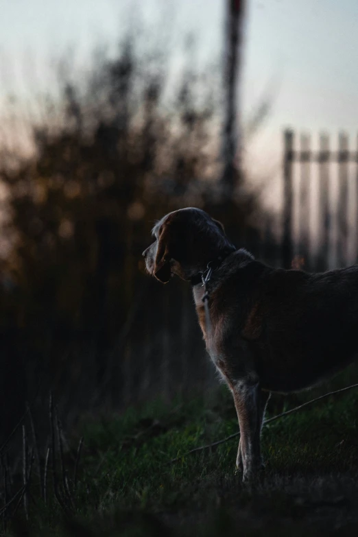 a brown and black dog standing in the grass