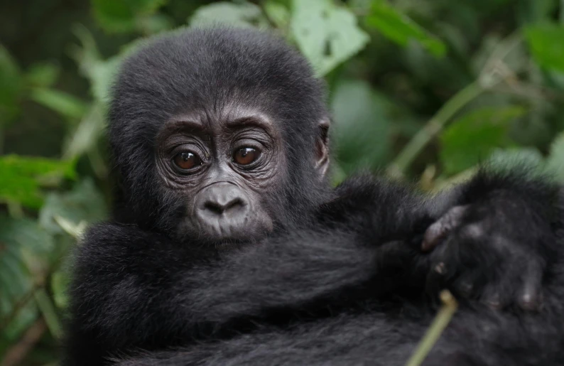 an adult gorilla rests and looks around while another hangs on some tree nches