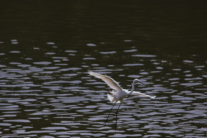 there is a bird flying through the water