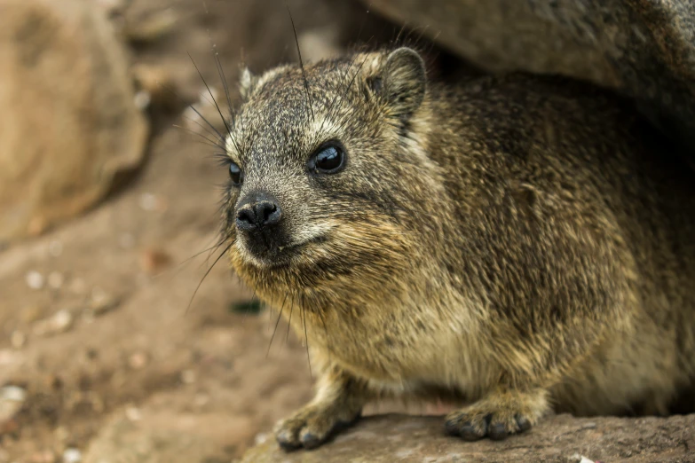 a close up of a small animal near some rocks