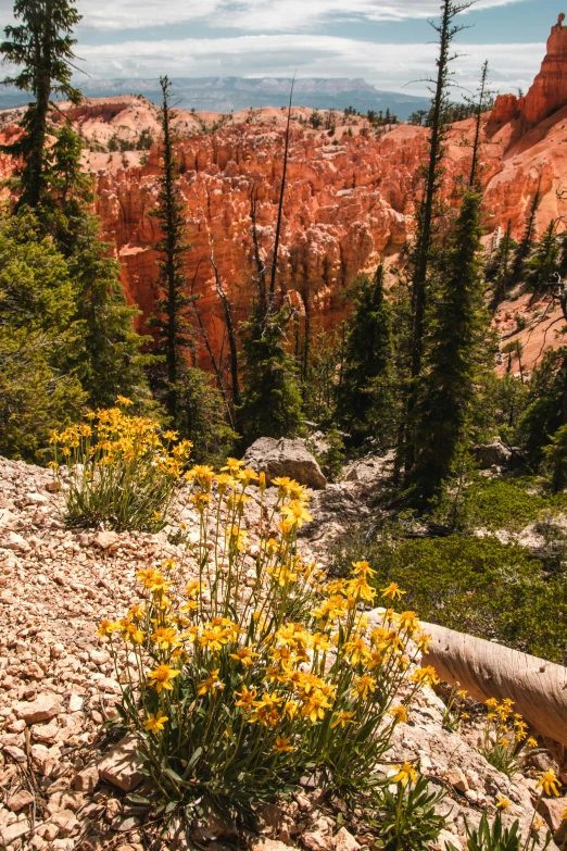 flowers blooming in the rocky terrain on a mountain