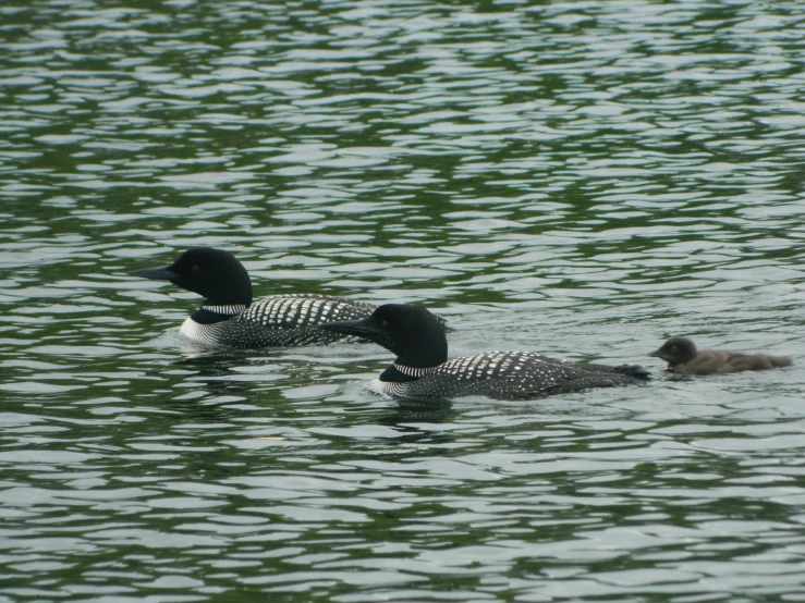 two birds are swimming in a large body of water