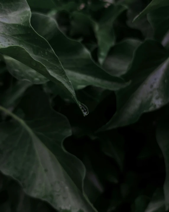 a close - up of a plant with water on its leaves