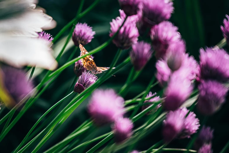 a little girl looking at a purple flower