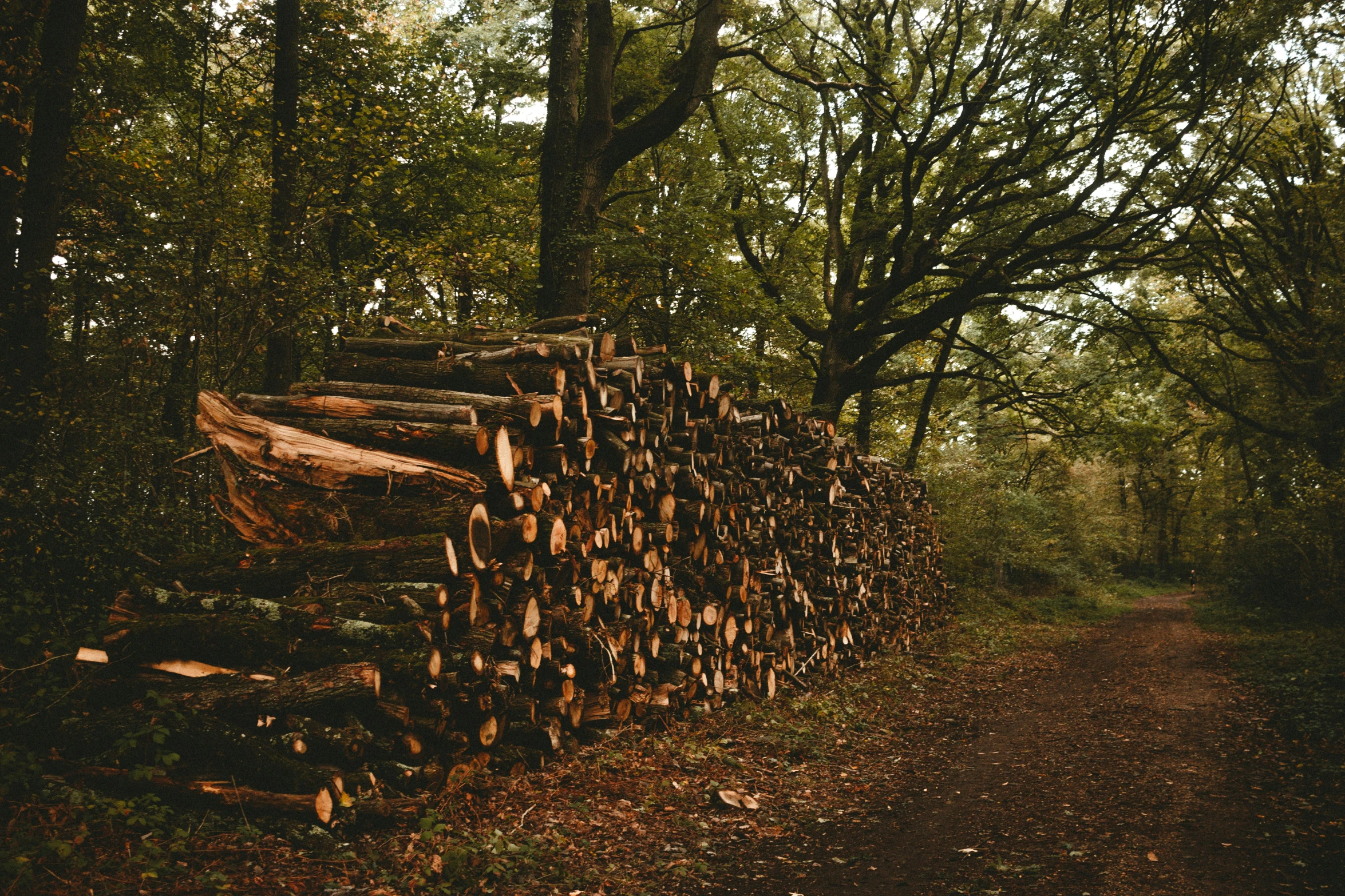 a pile of logs is shown in a wooded area