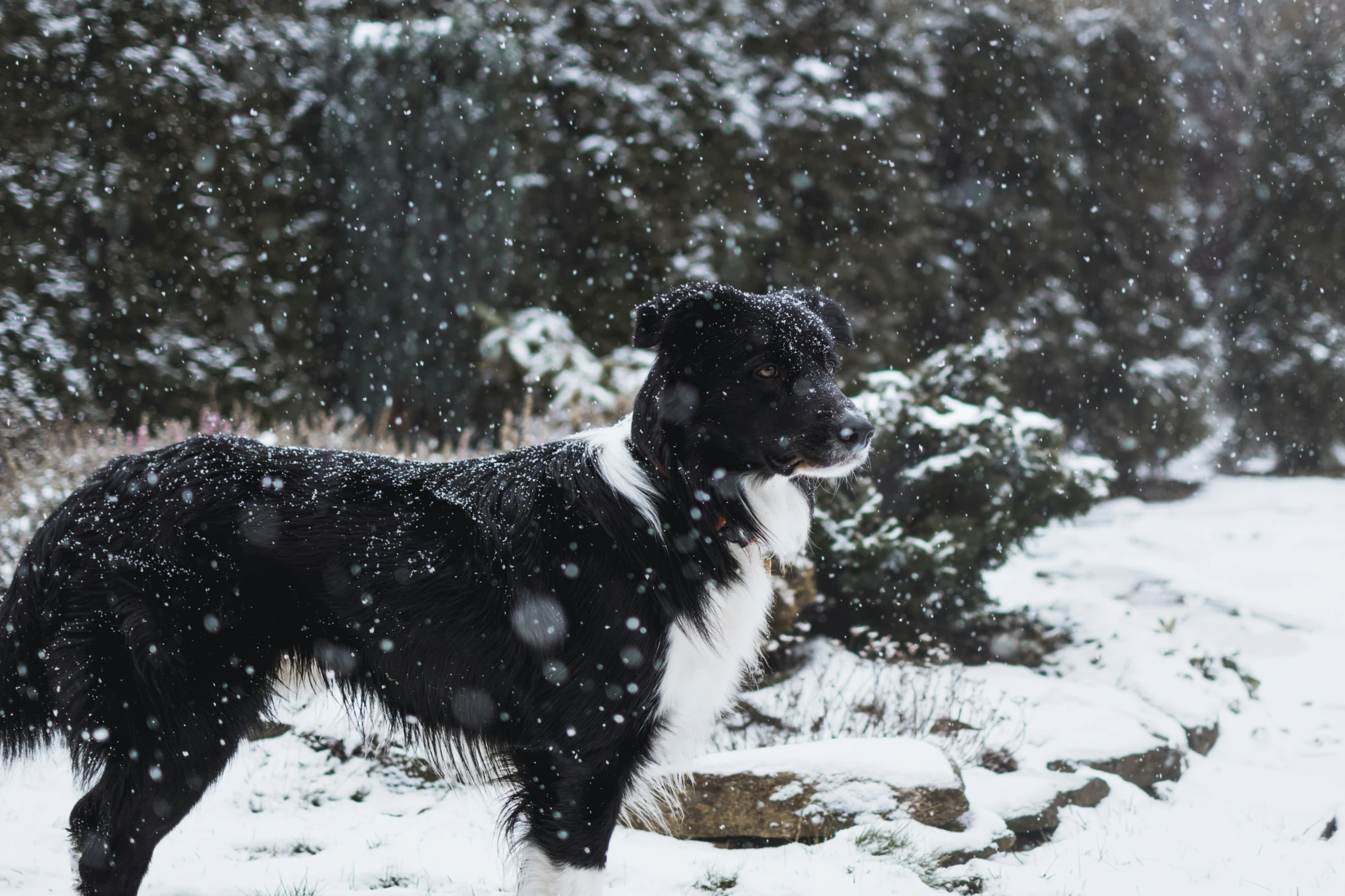 a dog is standing in the snow near a wooded area