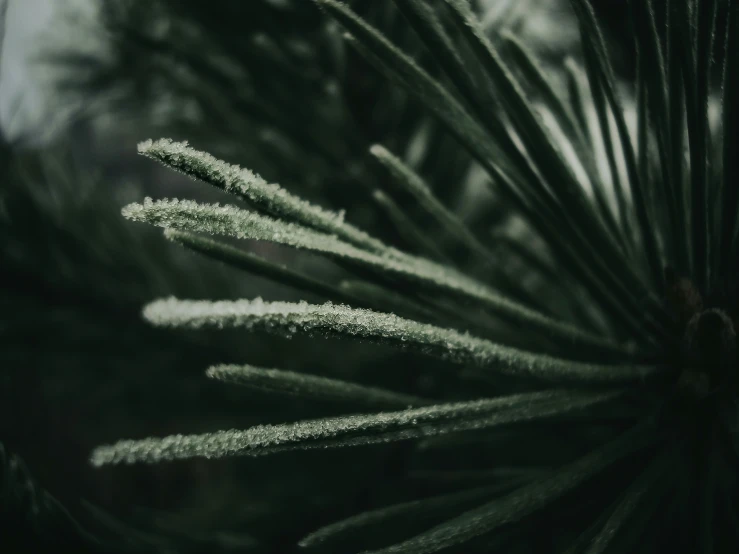 green needles hanging from the top of a tree