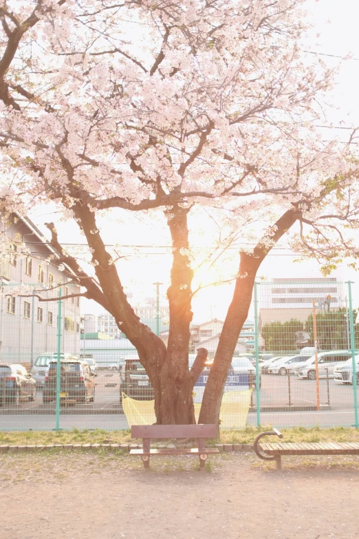 the man is sitting alone on the bench under a tree