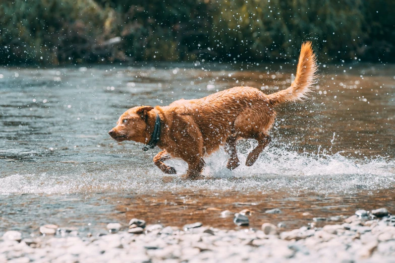 the brown dog is running through the water