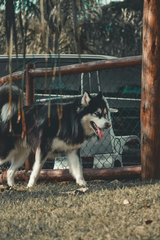 a husky is walking on the grass next to the fence