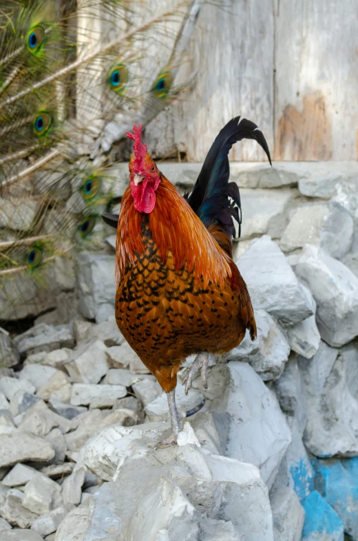 a chicken with a tail standing on some rocks