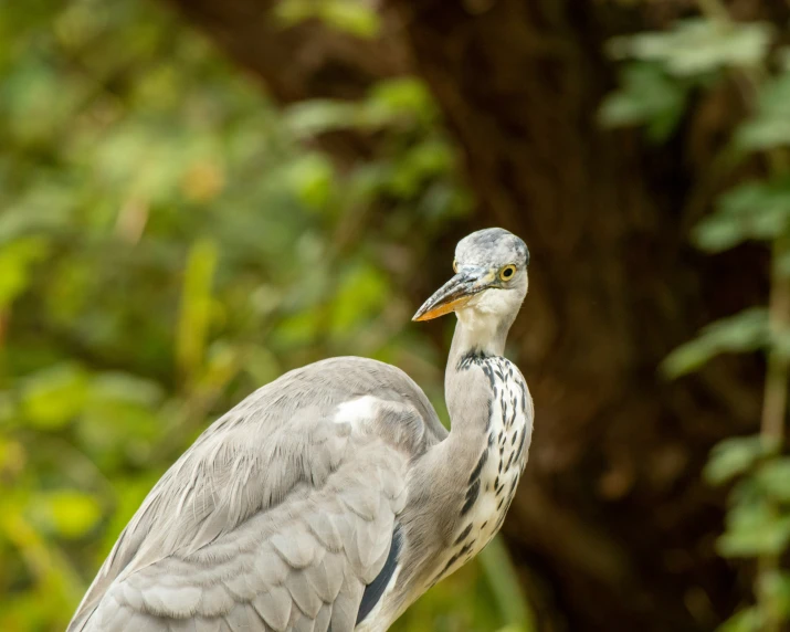 a close up of a large bird on a tree stump