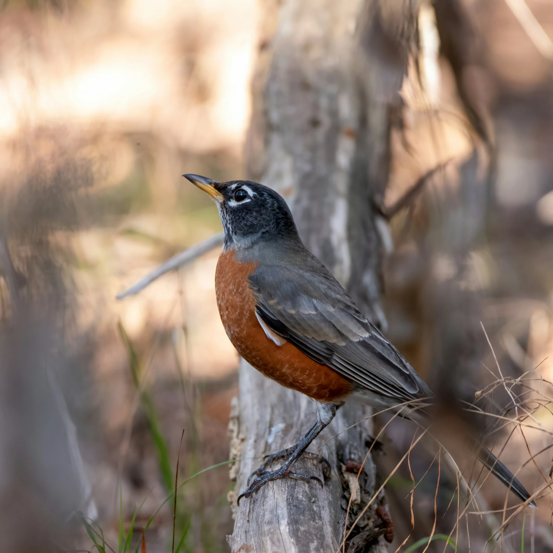 a bird is perched on a tree stump