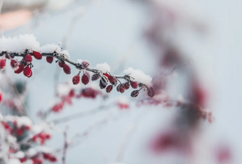 berry plants are in bloom with the snow on them