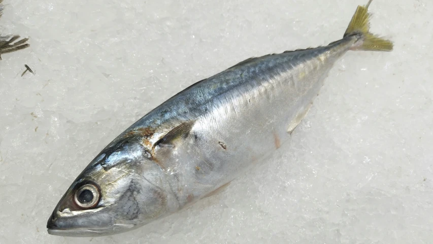 a fish is lying on the snow with a weed