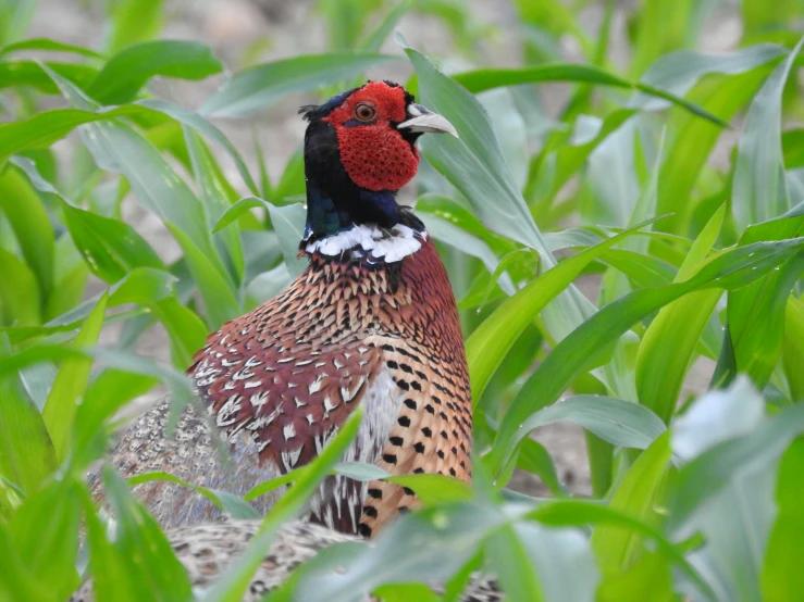 a bird is standing in the grass behind a leafy plant