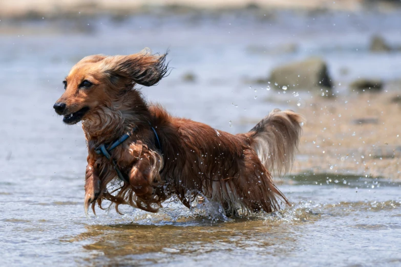 a brown dog running in the water at the beach