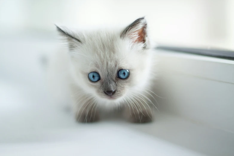 the small white kitten has blue eyes and is looking up
