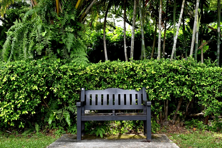 an old bench sits in front of some plants