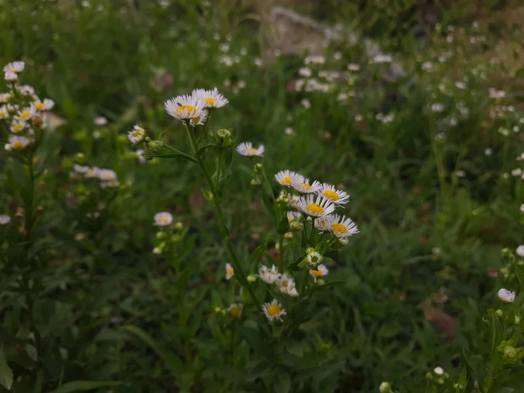 white flowers and green grass growing in a field