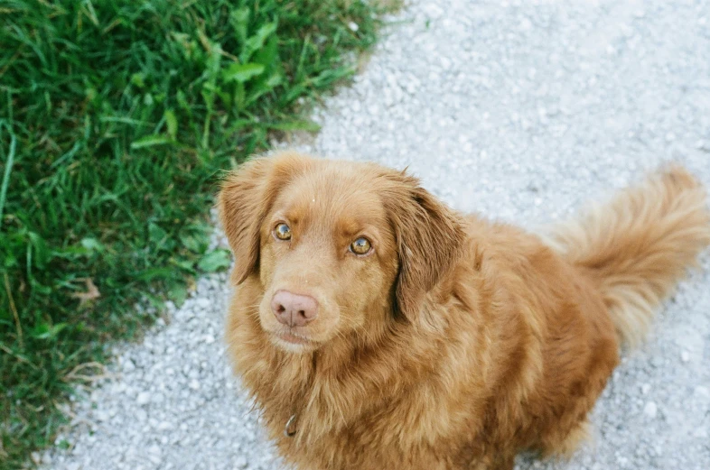 a brown dog standing next to grass and gravel